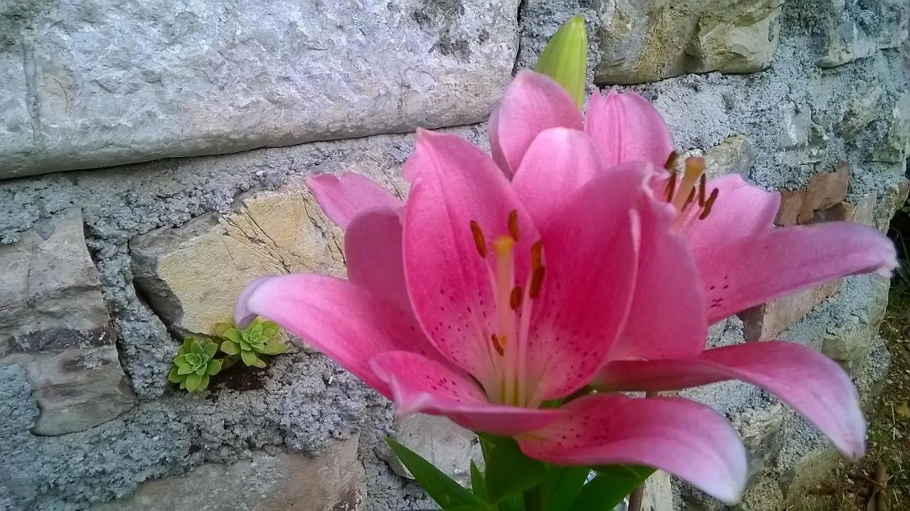 Le Fiorini Bed and Breakfast Gargnano Bed & Breakfast